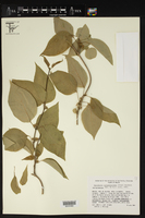 Marsdenia astephanoides image