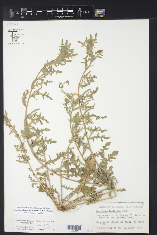 Oenothera falfurriae image