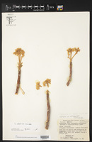 Cnidoscolus elasticus image