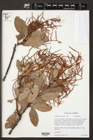 Image of Loranthus coccineus