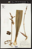 Beschorneria albiflora image