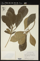 Baloghia parviflora image