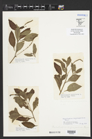 Heliotropium angiospermum image
