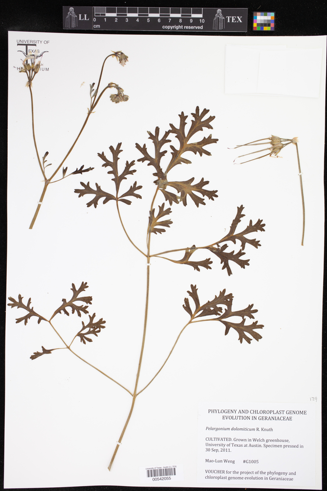 Pelargonium dolomiticum image