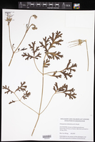 Image of Pelargonium dolomiticum
