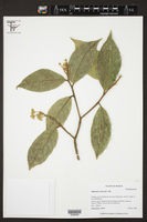 Daphnopsis selerorum image