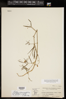 Lathyrus graminifolius image