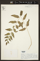 Phanerophlebia nobilis var. nobilis image