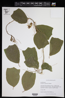 Passiflora organensis image