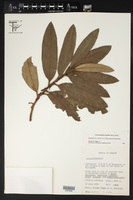 Comarostaphylis longifolia image