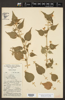 Bastardia viscosa image