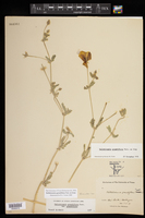 Kallstroemia grandiflora image
