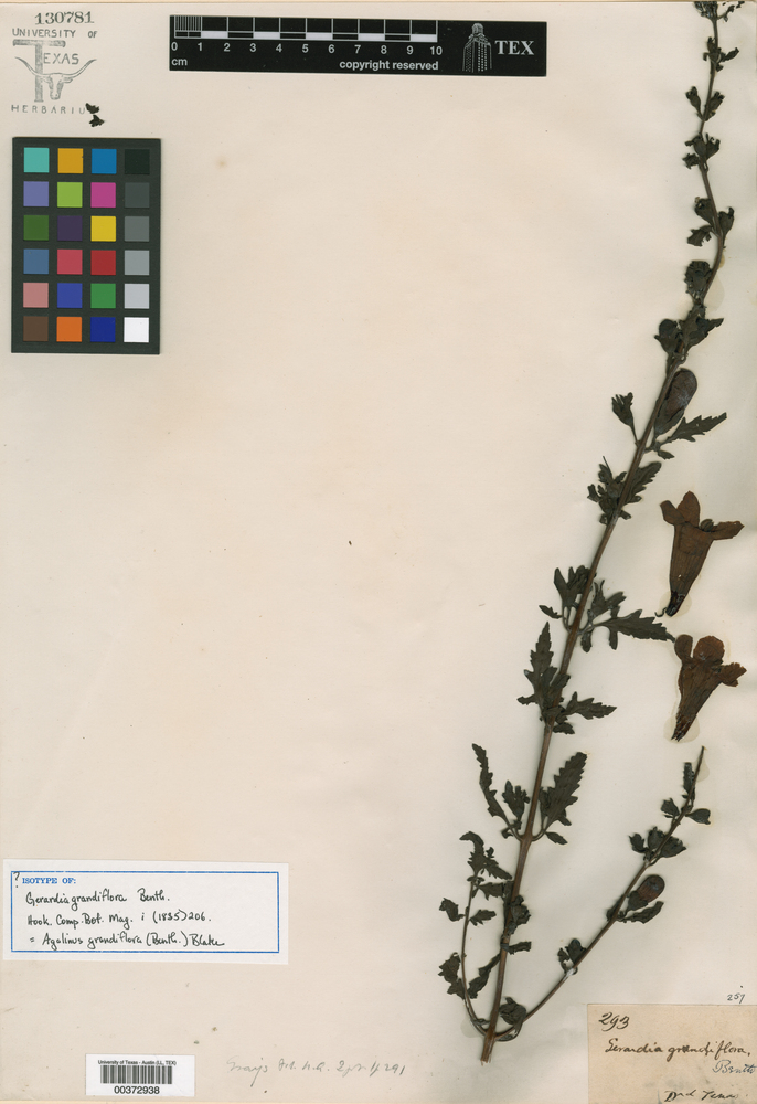Agalinis grandiflora image