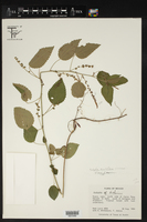 Acalypha dissitiflora image