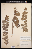 Phyllanthus distichus image