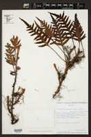 Pleopeltis megalolepis image