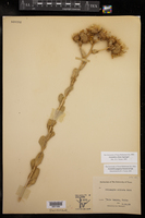 Grindelia ciliata image