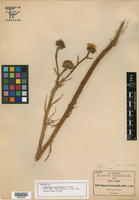 Olivaea tricuspis image