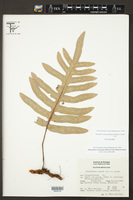 Phlebodium araneosum image