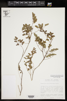 Image of Caesalpinia phyllanthoides
