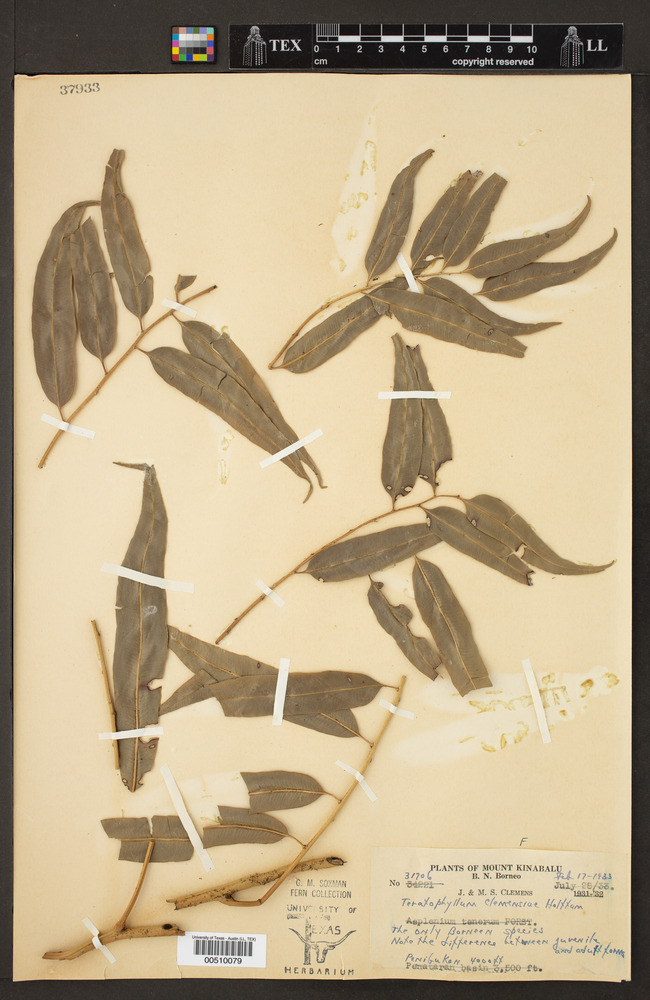 Teratophyllum clemensiae image