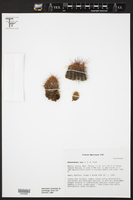 Echinocereus laui image