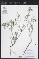 Phyllanthus abnormis var. abnormis image