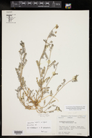 Astragalus pleianthus image