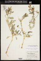 Astragalus crassicarpus var. berlandieri image