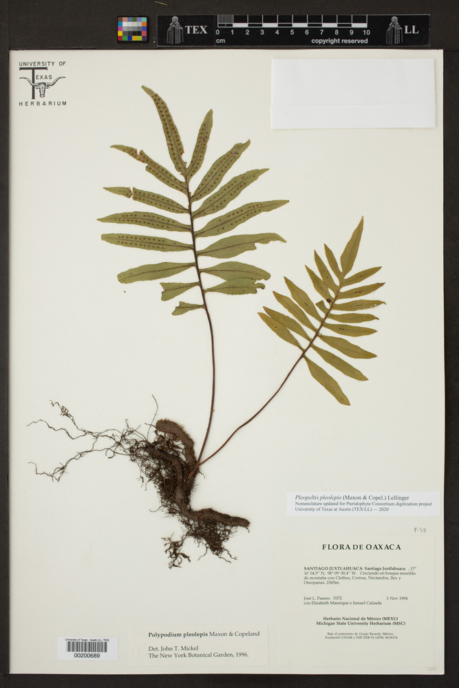 Polypodium pleolepis image