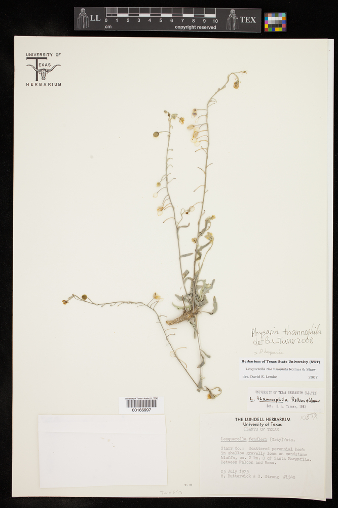 Physaria thamnophila image