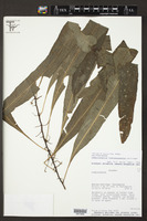 Campyloneurum fuscosquamatum image