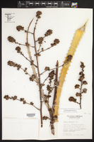 Hechtia glomerata image