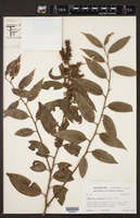 Leucothoe fontanesiana image