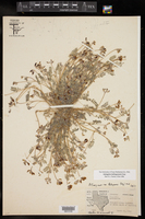 Astragalus emoryanus image
