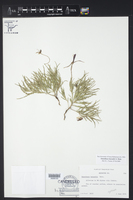 Oenothera havardii image