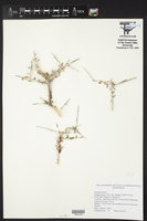 Castela erecta subsp. texana image