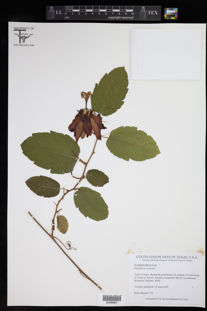 Passiflora coccinea image