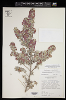 Leucophyllum frutescens image