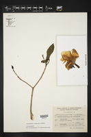 Stemmadenia tomentosa image