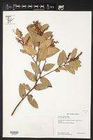Gaultheria odorata image