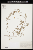 Desmanthus reticulatus image