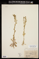 Lepidium lasiocarpum image