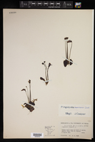 Pinguicula macroceras image