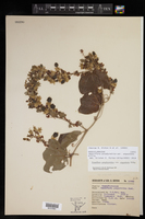Passiflora porphyretica image