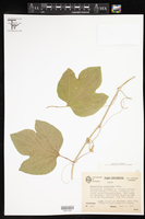 Passiflora serrulata image