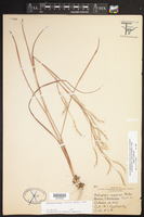 Schizachyrium scoparium subsp. scoparium image