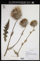 Cirsium pinetorum image