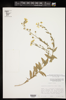 Paysonia grandiflora image