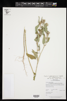 Croton lindheimerianus var. lindheimerianus image